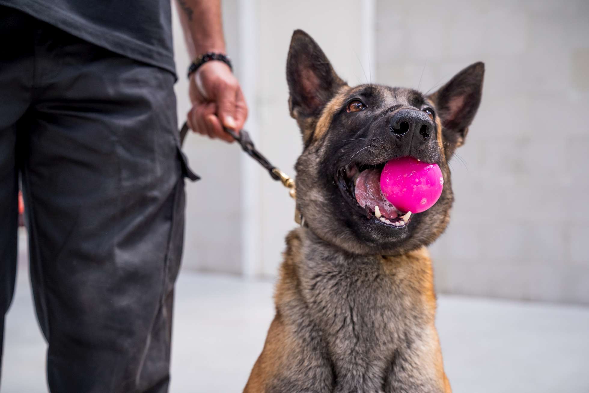 other-types-of-dogs-police-dogs-centre-holland