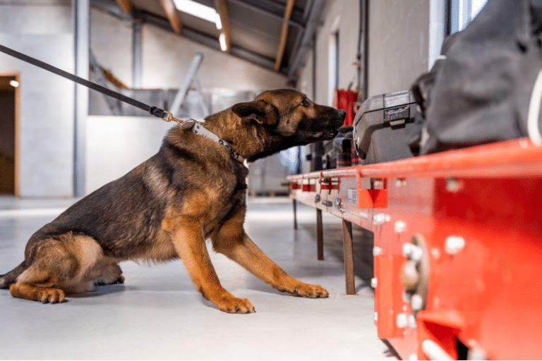 Explosive Detection Dogs | Police Dogs Centre Holland B.V.